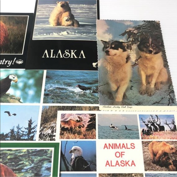 🥳5/$25 ALASKA Postcards, 8PC Vintage Native Animals